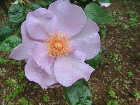 ライラック　チャームsCIMG6089