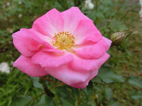 メンデルスゾーンsCIMG4851