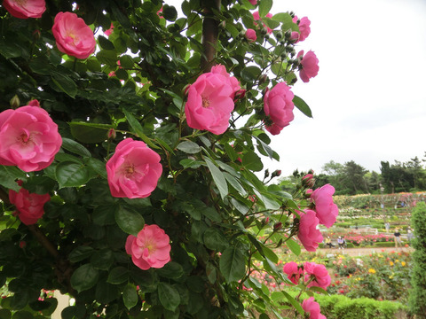 アンジェラsCIMG5592