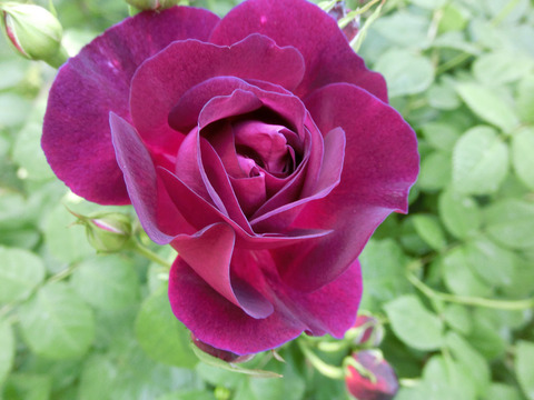 キアンチsCIMG4127