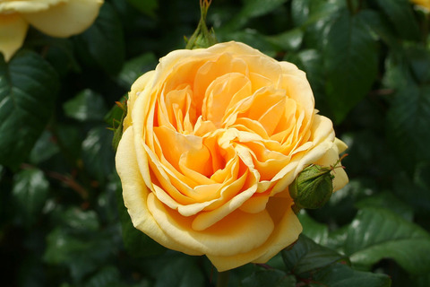 ティップン　トップsDSCF1834