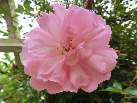 フランソワー　ジュランビルsCIMG5639