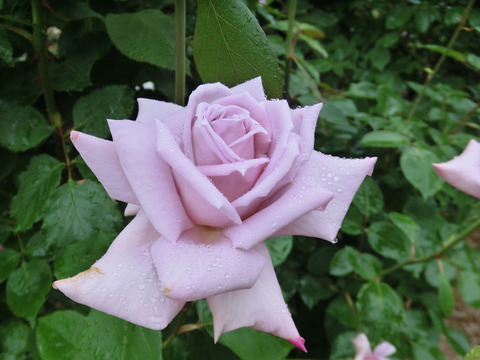 レディ　エックスsCIMG5991