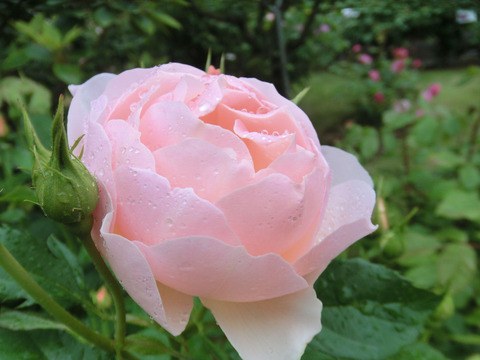 ザ　シェバーデスsCIMG6076