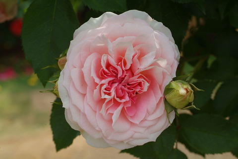 アミ　ロマンティカsDSCF2029