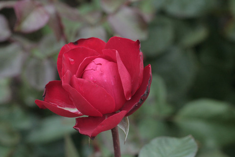 ティアーモsIMG_5382