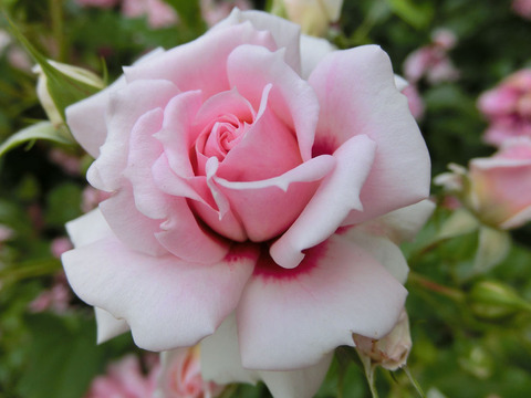 プリンセス　バビロン1754