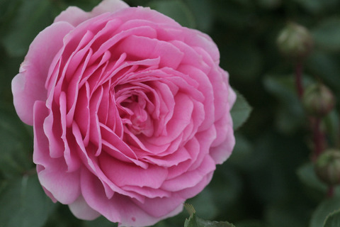 ラリッサ　バルコニアsIMG_7404