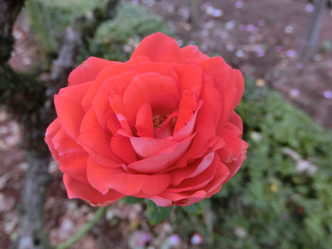 フィオレッラsCIMG5112