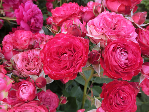 デュエット　バルコニアsCIMG5385