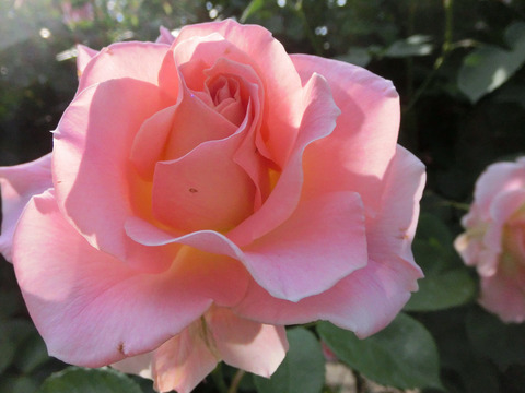 ロココsCIMG4051