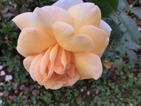 クッパー　ケニギンsCIMG7597