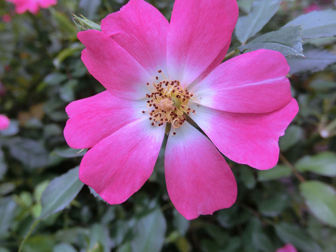 ピンク　ドリフトsCIMG6914