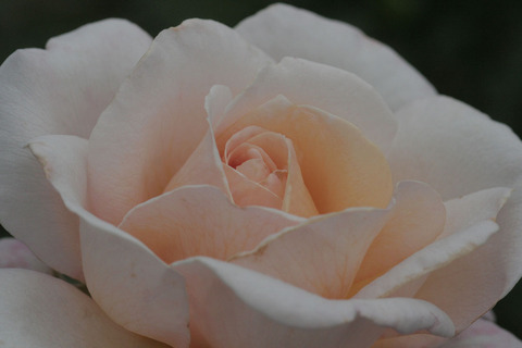 zＧ．Ｄ．ルイーズsIMG_6762