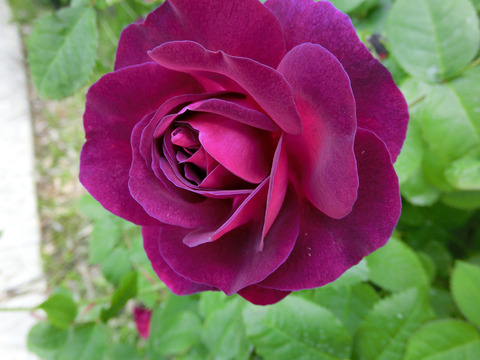 キアンチsCIMG4132