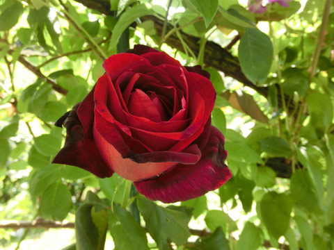 パパ　メイアンsCIMG5057