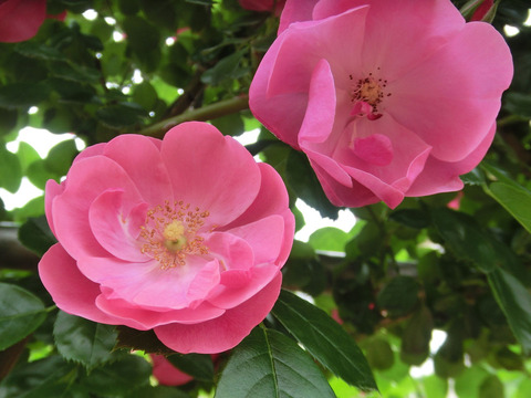 アンジェラsCIMG5590