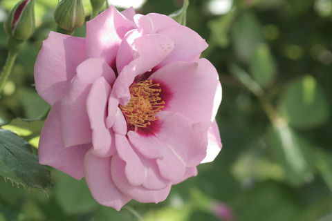 アメジスト　バビロン3879