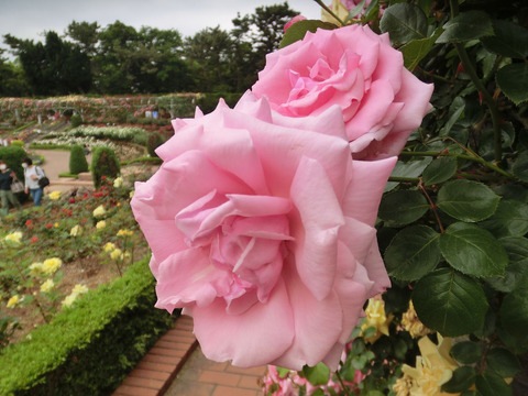 はごろも　羽衣　（はごろも）sCIMG5567