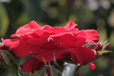 オリンピック　ファイアーsIMG_4734