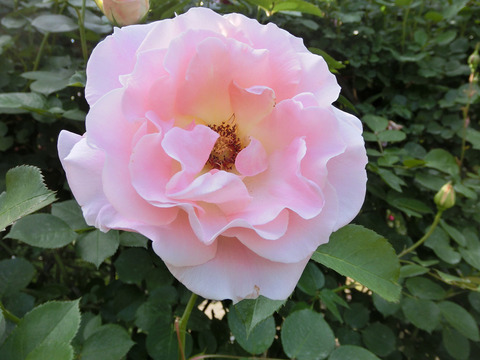 ロココsCIMG4046