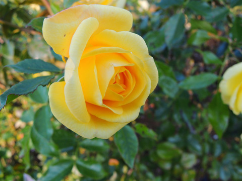 エミール　ノルデ6565