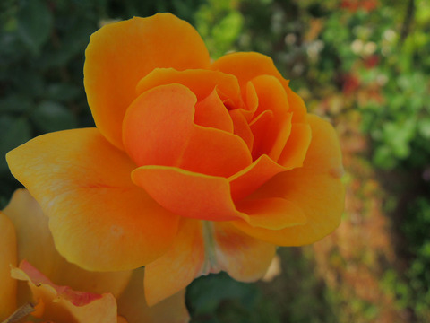 サイレンス　イズ　ゴールデン1715