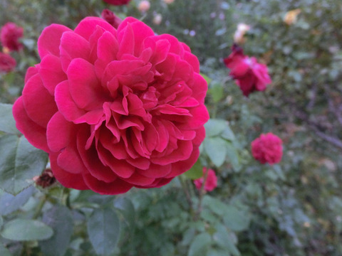 エル　ディ　ブレイスウェイトsCIMG8529