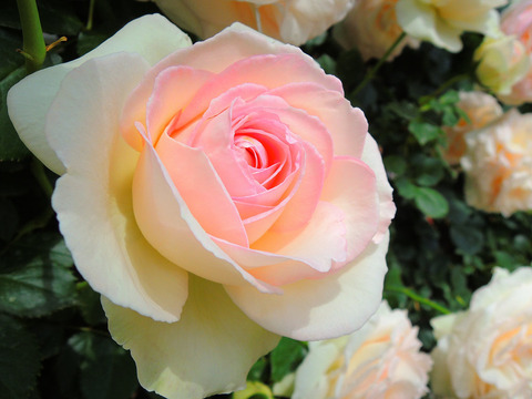 スノー　シャワーsDSCN4523