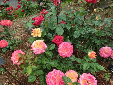 谷津バラ園sCIMG6143