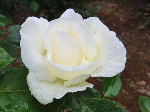 ホワイト　クリスマスsCIMG6334