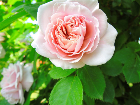 アッシュ　ウエンズデイsDSCN5600