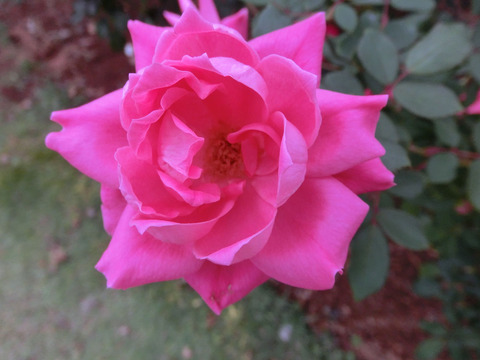 ピンク　ダブル　ノックアウトsCIMG7050