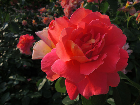 コンデサ　デ　サスタゴ2072