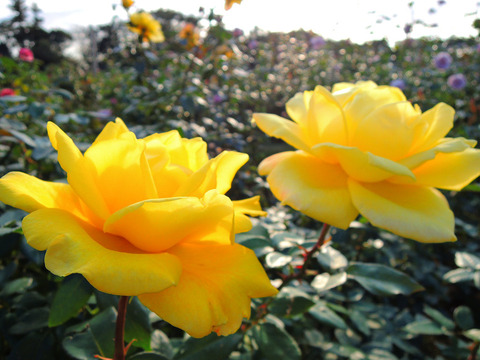 ゴールデン　ハートsDSCN9085