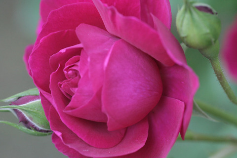 テス　オブ　ザ　ダーバーヴィルズ4334