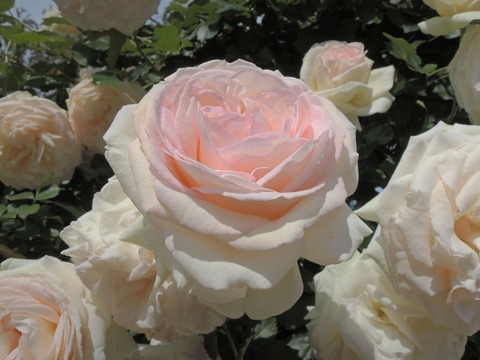 スノー　シャワー3089