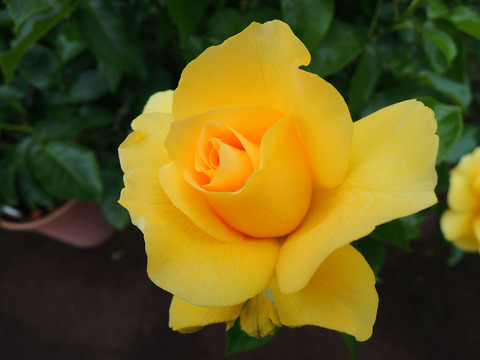 ザ　ブラウニー　ローズ0379