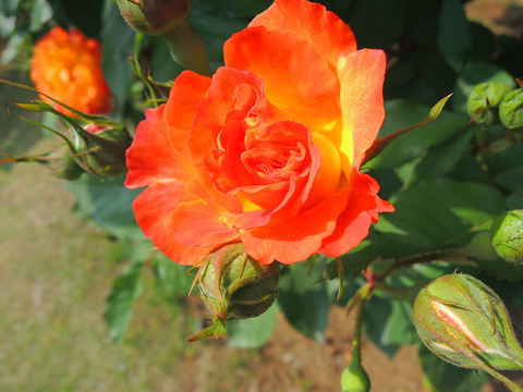 ふれだいこ　ふれ太鼓sDSCN3962