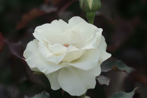 りょっこう　緑光sIMG_4943