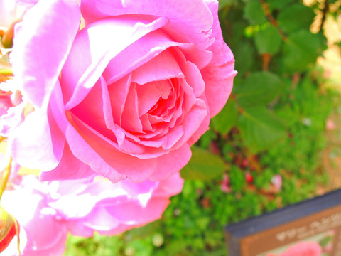 マリー　ヘンリエッテsDSCN4690