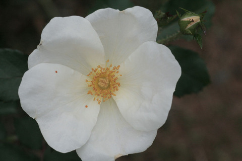 ホワイト　ノックアウトsIMG_6809