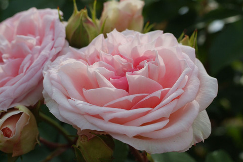 アミ　ロマンティカsDSCF2038