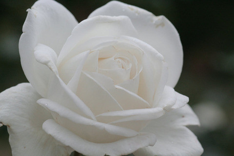 ビブ　ラ　マリエ！sIMG_7705