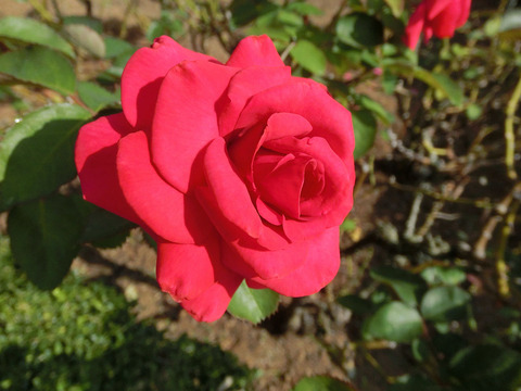 ビッグ　ドリームsCIMG6367