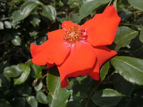 オレンジ　バニーsCIMG3956