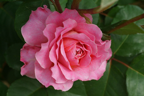 アイスフォーゲルsDSCF2473