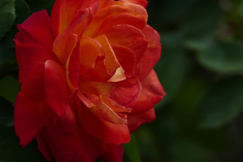 シャコックs_1210871