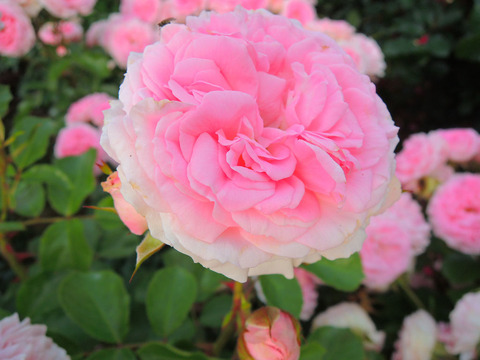 ラリッサ　バルコニアsDSCN6632