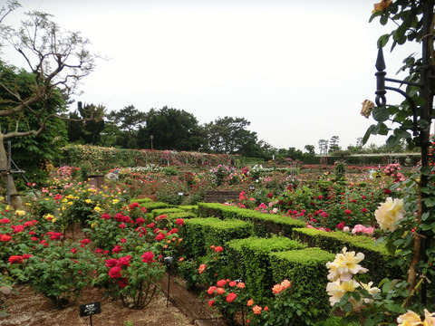 谷津バラ園sCIMG6114